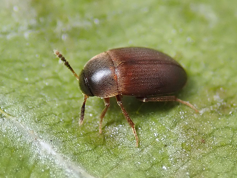 Leiodidae Cholevinae: Sciodrepoides watsoni (cfr.), femmina